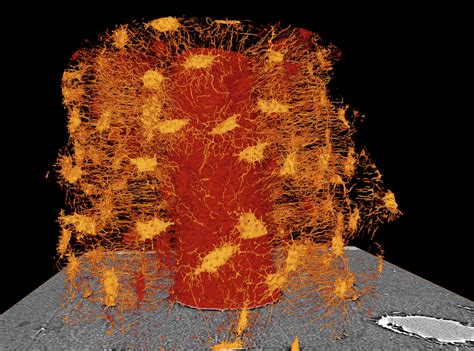 As with pixels in a 2d bitmap, voxels themselves do not typically have their position (i.e. 3D Micro-CT imaging of the 3D Lacuno Canalicular Network ...