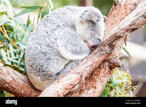 Adorable Koala Bear Taking A Nap Sleeping On A Tree Stock Photo Alamy