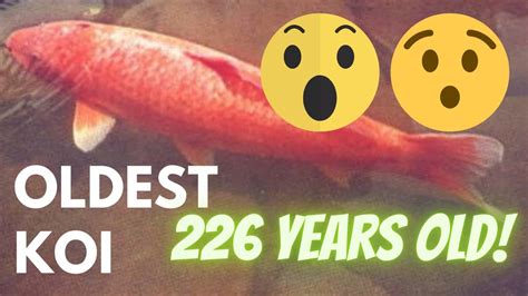 Story of the oldest koi fish [226 YEARS OLD] Hanako - YouTube