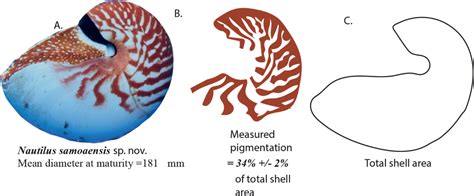 ﻿three New Species Of Nautilus Linnaeus 1758 Mollusca Cephalopoda