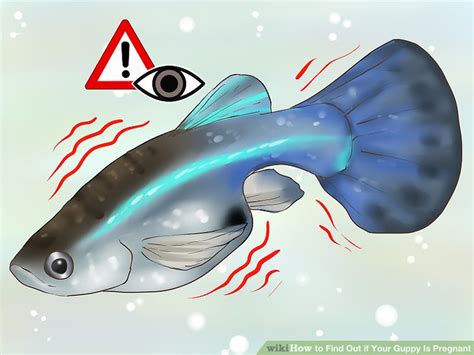 As the fry within the female's belly develops, the gravid spot stretches to become larger and darker. How to Find Out if Your Guppy Is Pregnant: 11 Steps