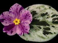 The african violet magazine is an excellent source of growing information. 1000+ images about African Violets Wishlist on Pinterest ...
