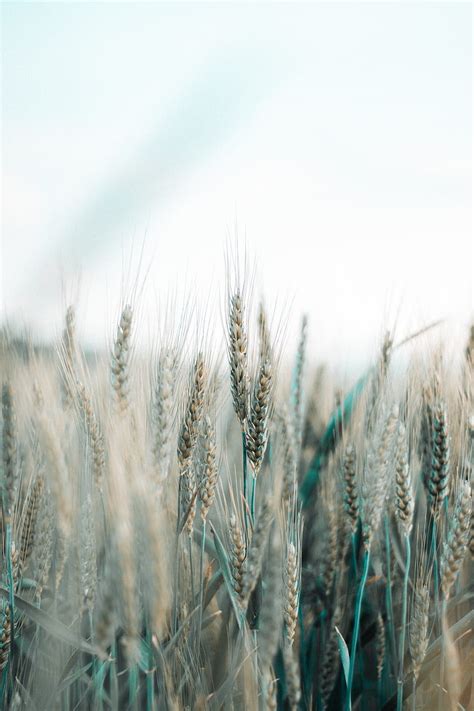 Spikelets Wheat Field Grains Cereals Hd Phone Wallpaper Peakpx