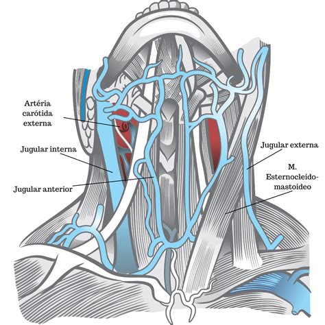 Acesso Venoso Central Jugular Triangulo