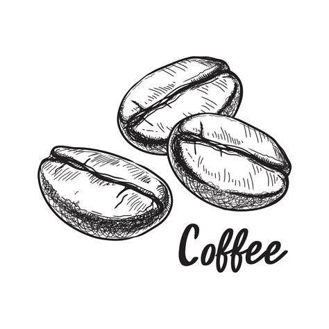 Painted Coffee Beans Sketch Vector Drawing Perfect Ingredient