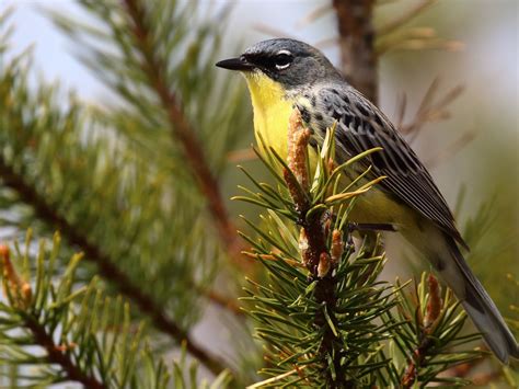 Kirtlands Warbler Tours Offer Chance To See One Of North Americas