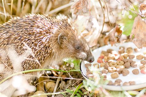 Flöhe sind rund 3 mm, etwa stecknadelkopfgroße insekten, meist von bräunlicher farbe. Flöhe bild: Igel Flohe In Der Wohnung