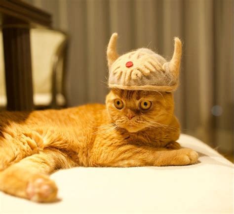 Hats For Cats 20 Funny Pictures Funny Animal Images Funny Cat