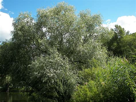 Aspecte General Del Salze Blanc Salix Alba Nutmeg Tree Salix Alba