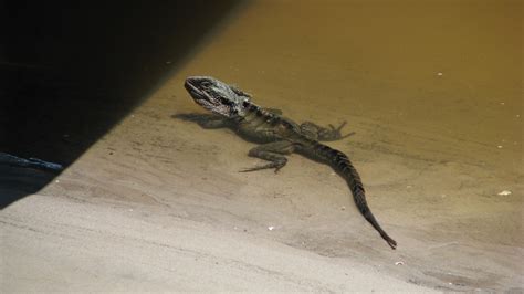 Lizard Enjoying A Swim Hello From The Five Star Vagabond