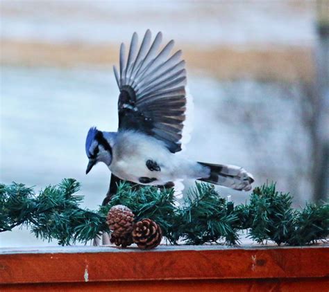 Bluejay Birds And Blooms