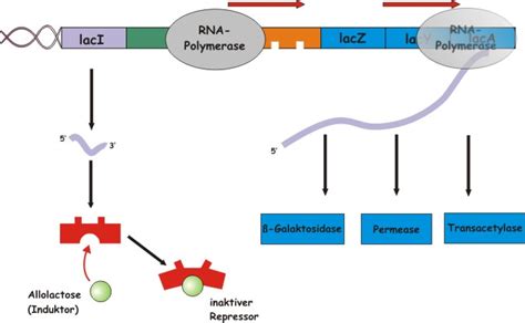 Hoffentlich werden alle eure fragen geklärt! Promoter, operon, repressors inactive and active, genes