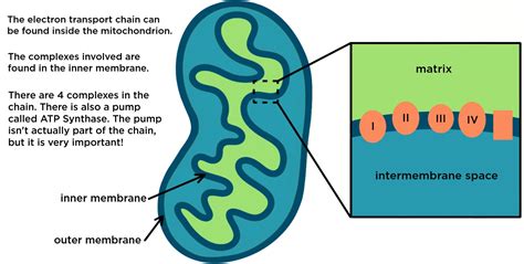 Electron Transport Chain — Summary And Diagrams Expii