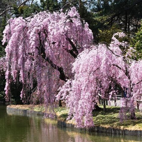 Sakura Tree Seeds Weeping Sakura Tree 10pcspack In 2020 Weeping