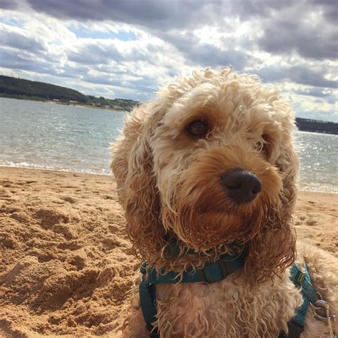 In eurasien die schermäuse und hiervon vor allem die ostschermaus. Cockapoo = Wasserratte?! › MyPianeta