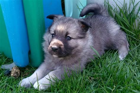 Mk Farms Norwegian Elkhound Puppies For Sale Born On 03182021