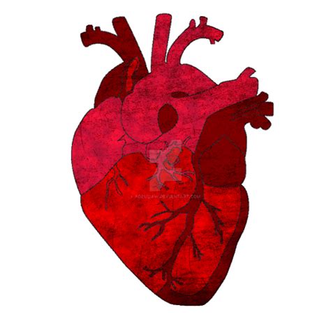 Heart Human Anatomy Heart Anatomy Human Heart Png Transparent Images