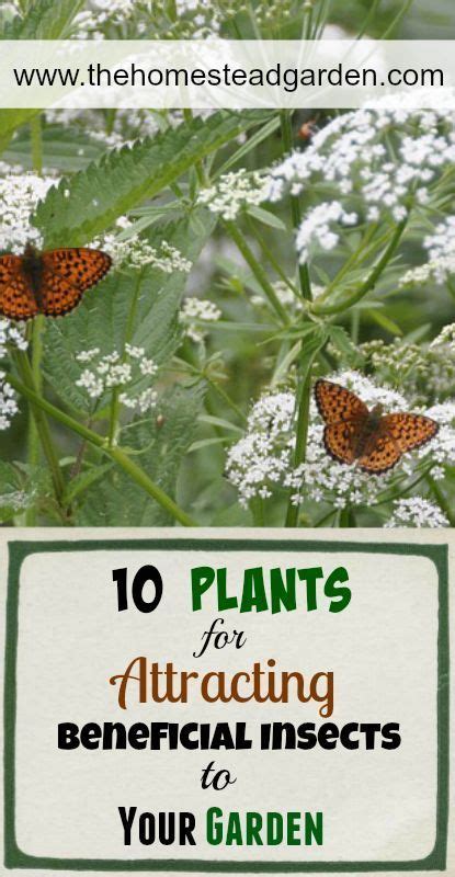 10 Plants For Attracting Beneficial Insects To Your Garden