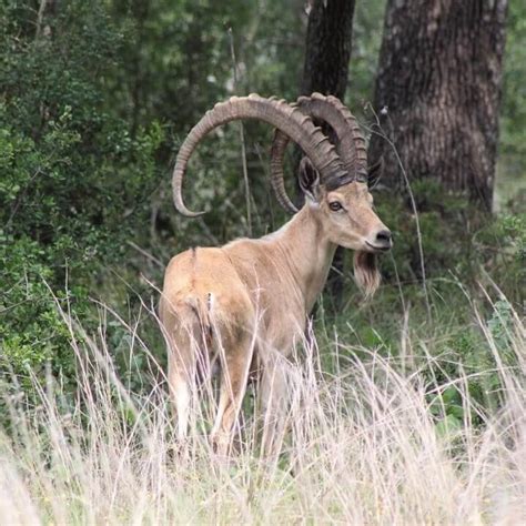 Trophy Whitetail Deer And Exotic Hunts In Texas — Lazy Ck Ranch