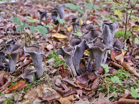 Tout savoir sur le champignon Trompette de la mort