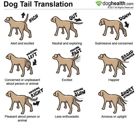 Cats ears are another way that a cat expresses his/her emotions: Why do dogs wag their tails? - 4paws