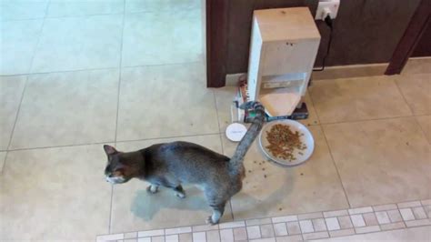 Homemade Automatic Cat Feeder Youtube