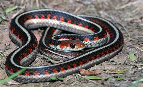 Garter Snake Garter Snake Snake Reptile Rescue