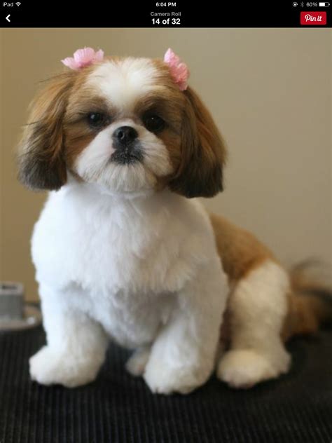 The shih tzu appears like a doll in this teddy bear cut. Precious | Toilettage canin, Chiot shih tzu, Ihasa apso