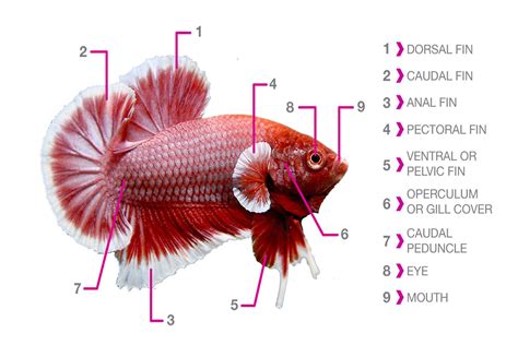 The Anatomy Of Fish