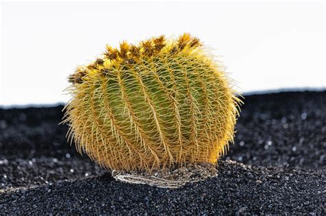Answer to the trivia question 'cactus spines are modified leaves. Mother Law Cushion Cactus Stock Photos - Download 228 ...
