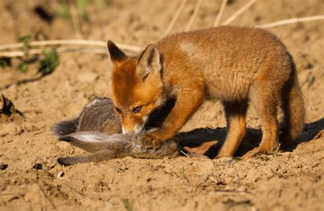 What Do Foxes Eat Animal Corner