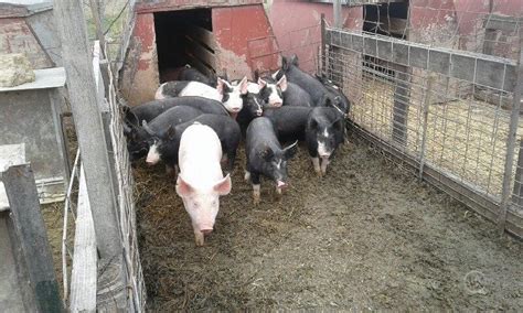 200 Purebred Feeder Pigs Berkshire For Sale In Sainte Genevieve