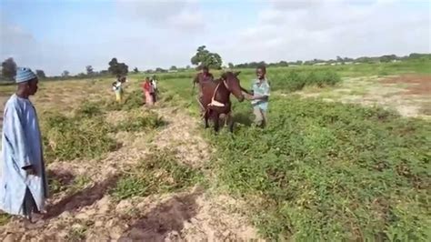 Agriculture Sine Saloum Sénégal Récolte De Larachide Ô Coeur De
