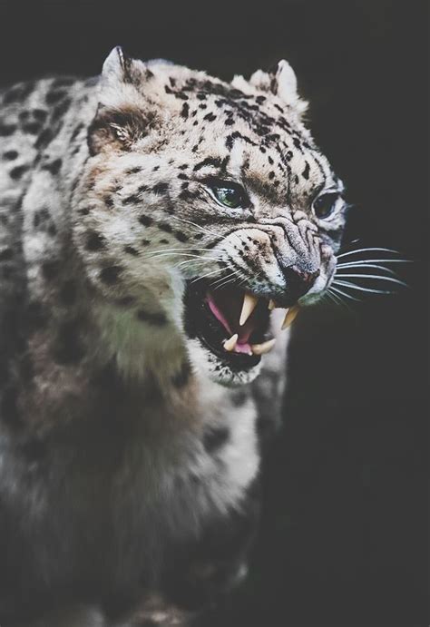 Best 3840x2160 lion wallpaper, 4k uhd 16:9 desktop background for any computer, laptop, tablet and phone. Пин на доске All Wallpapers