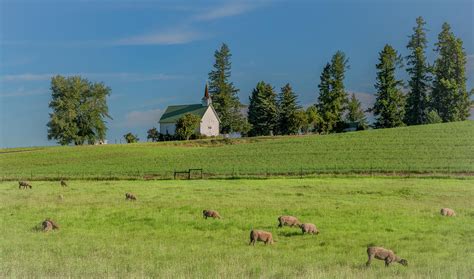 Peaceful Pasture Photograph By Marcy Wielfaert Fine Art America