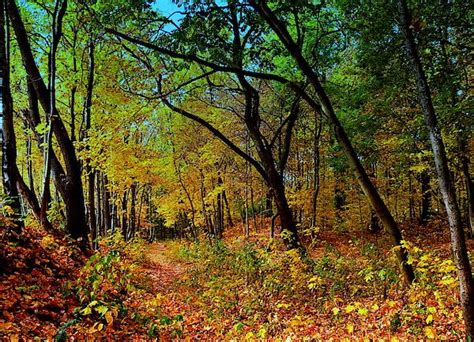 Path In The Autumn Forest By Henryk Gorecki Autumn Forest Camera Art