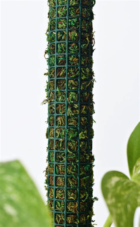 Totem pole support extendable moss stick coir climbing indoor plants creepers. Mesh Moss Plant Pole