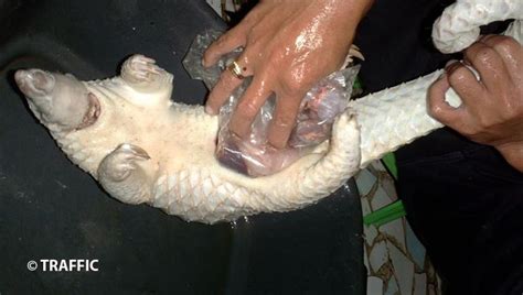 Some pangolin species such as the chinese pangolin and temminck's ground pangolin sleep in pangolins are insectivores. Pangolins still under global threat in 2020