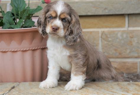 The cocker spaniel is cheerful, sweet and charming when socialized well as a puppy. AKC Registered Cocker Spaniel For Sale Wooster, OH Male ...