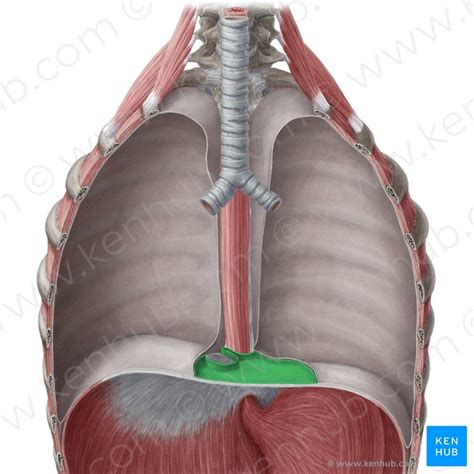 Pericardium Anatomy Of Fibrous And Serous Layers Kenhub