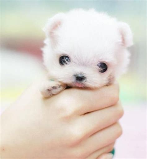 小さいかわいい動物赤ちゃん Tiny Puppies Little Puppies Little Dogs Cute Puppies