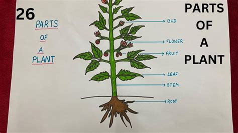 How To Draw Parts Of A Plant Parts Of A Plant Step By Step Drawing