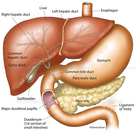 The main pancreatic duct connects the pancreas with the small intestine. Science Source - Liver, Stomach, Pancreas, and Gallbladder ...