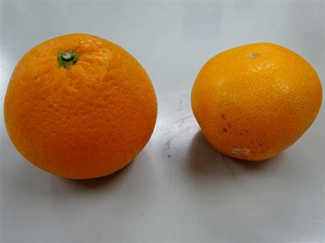 キヨミ Citrus Unshiu × Sinensis かぎけん花図鑑
