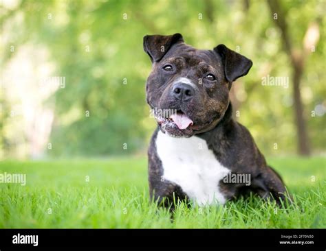 How Common Are Staffordshire Bull Terrier