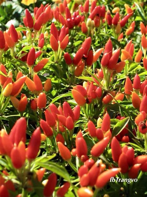 Analisis usaha tani cabe rawit merah aktivitasnya menjadi penentu besarnya margin antara harga ditingkat petani dan konsumen, namun tidaklah berarti lembaga pemasaran itu tidak memperoleh untung (gumbira, 2001 dalam sarjana, 2007). Tutorial Lengkap Cara Budidaya Cabe Rawit | -Petani TOP-