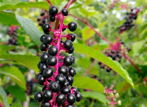 Despite this, pokeweed berries actually have the potential to create toxic reactions in many people. Poisonous Weeds: 10 That Might Be Growing in Your Backyard ...