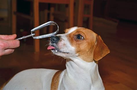 You eat whipped cream, usually in/on desserts. Can Dogs Eat Whipped Cream? | Cuteness