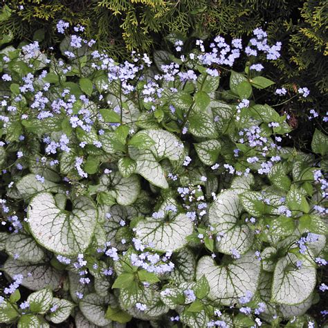 Bright green veins highlight this silvery beauty for dramatic texture! Brunnera 'Jack Frost' | Jack frost, Plants, Perennials