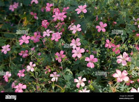 Geranium Endressii Hi Res Stock Photography And Images Alamy